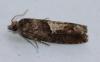 Epinotia immundana